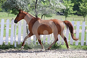 Beautiful healthy youngster canter against white paddock fence