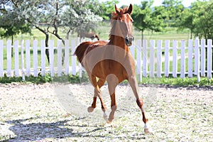 Beautiful healthy youngster canter against white paddock fence