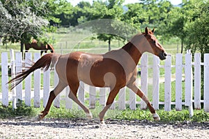 Beautiful healthy youngster canter against white paddock fence