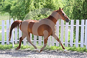 Beautiful healthy youngster canter against white paddock fence