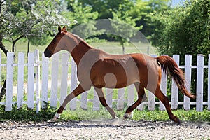 Beautiful healthy youngster canter against white paddock fence