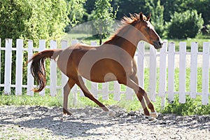 Beautiful healthy youngster canter against white paddock fence