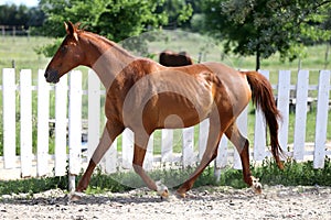 Beautiful healthy youngster canter against white paddock fence