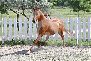 Beautiful healthy youngster canter against white paddock fence