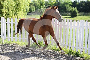 Beautiful healthy youngster canter against white paddock fence