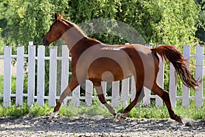 Beautiful healthy youngster canter against white paddock fence