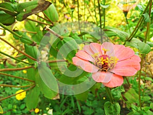 Beautiful heart shape bud of a zinnia flower