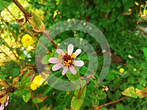 Beautiful heart shape bud of a zinnia flower