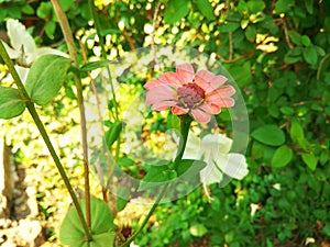 Beautiful heart shape bud of a zinnia flower