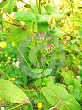 Beautiful heart shape bud of a zinnia flower