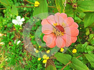 Beautiful heart shape bud of a zinnia flower