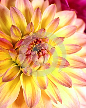 the beautiful heart of a yellow pink colored dahlia isolated