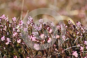Beautiful heather blooming in the mountains