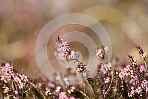 Beautiful heather blooming in the mountains