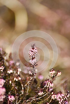 Beautiful heather blooming in the mountains