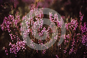 Beautiful heather flowers background. Close up of heather flowers