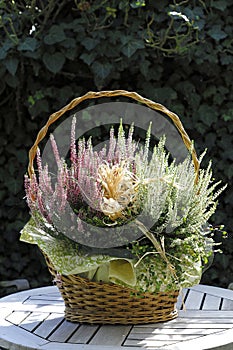 Beautiful heather plants in a basket on a garden table