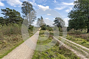 Beautiful heathlands and forests during a sunny day near Putten, Netherlands