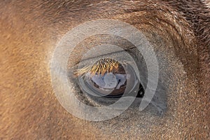 Detailed eye eautiful heavy draft horse