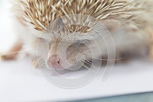 Beautiful hedgehog on a white background.