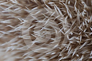 Beautiful hedgehog on a white background.