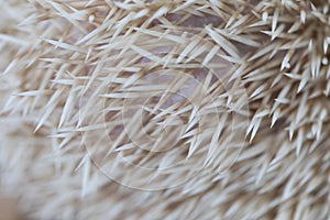 Beautiful hedgehog on a white background.