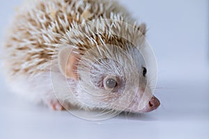 Beautiful hedgehog on a white background. photo