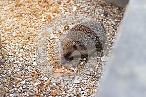 Beautiful hedgehogs foraging and has leaves around, Erinaceus europaeus, European hedgehog or common hedgehog.