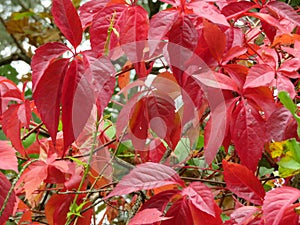 Beautiful hedges of dry leaves that change color in the fall photo