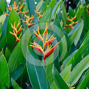 Beautiful heliconia