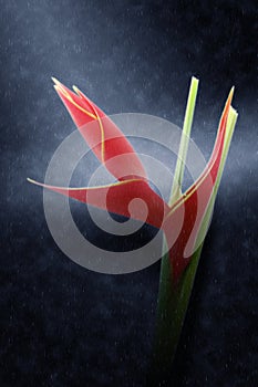 Beautiful Heliconia Fire Bird blooming in the rains