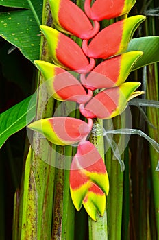 Beautiful Heliconia flower