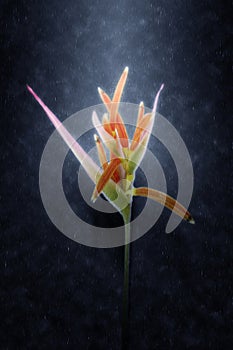 Beautiful Heliconia flower blooming in the rains