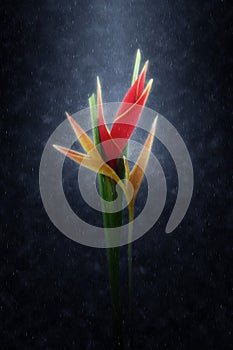 Beautiful Heliconia flower are blooming in the rains