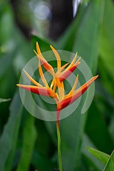 Beautiful Heliconia flower. Common names for the genus include Dwarf Jamaican flower,lobster-claws, toucan peak, wild plantains or