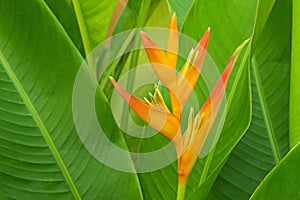 Beautiful Heliconia flower in orange color blooming with blurred