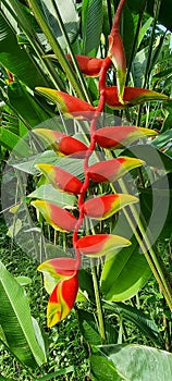 Beautiful Heliconia rostrata or Lobster-claws flowers