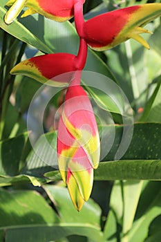 Beautiful Heliconia rostrata or Lobster-claws flowers