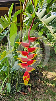 beautiful heliconia rostrata tropical flower