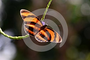 Beautiful Heliconius ismenius butterfly, brown Eueides isabella butterfly macro