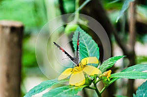 Heliconius melpomene butterfly, lepidopteron photo