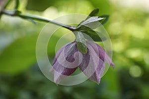 Beautiful hellebore flower in the garden. Selective focus.