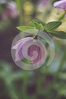 Beautiful hellebore flower in the garden. Selective focus.