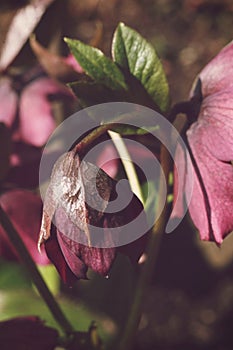 Beautiful hellebore flower in the garden. Selective focus.