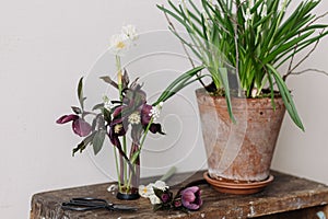 Beautiful helleborus, muscari and daffodil composition on kenzan, rural flower pot and scissors on aged wooden background. Spring