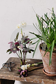 Beautiful helleborus, muscari and daffodil composition on kenzan, rural flower pot and scissors on aged wooden background. Spring