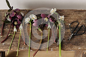 Beautiful helleborus, muscari, daffodils and scissors on rustic wooden background. First spring flowers gardening. Floral spring