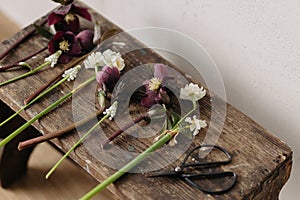 Beautiful helleborus, muscari, daffodils and scissors on rustic wooden background. First spring flowers gardening. Floral spring