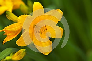 Beautiful hemerocallis flower