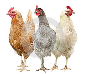 Beautiful hen isolated on white background. Three Chickens